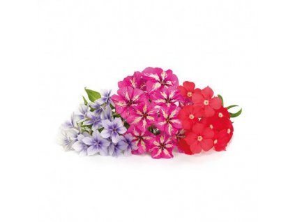 obr p vlin f5 phl04c 0 naz 1617870945 lingot phlox flower pug100008