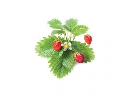 Click and Grow lesní jahody, kapsle se semínky a substrátem 3ks