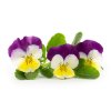 0142739 pachet cu seminte lingot panselute comestibile veritable