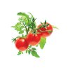 Click and Grow mini rajčata, kapsle se semínky a substrátem 3ks
