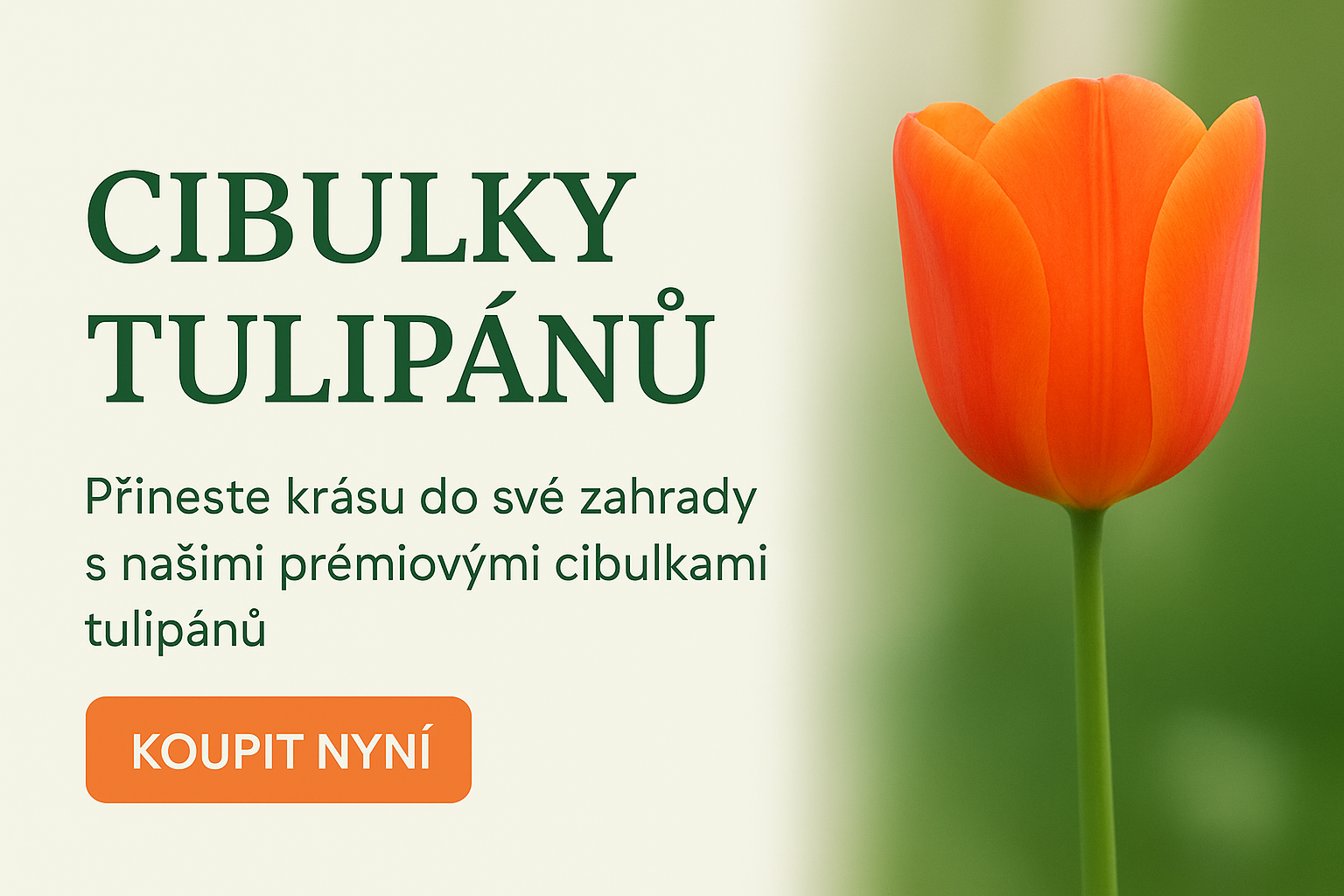 Koupit nyní