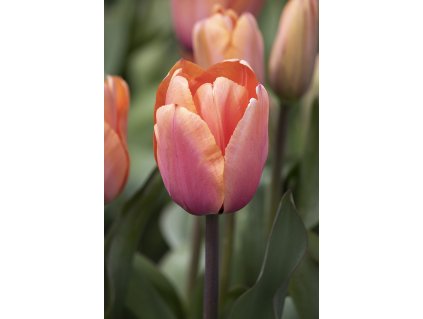 1657200505470 Apricot Impression closeup 4