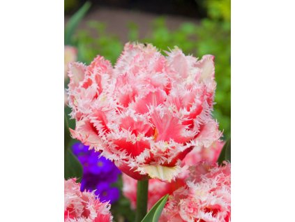 Queensland Tulipa 1