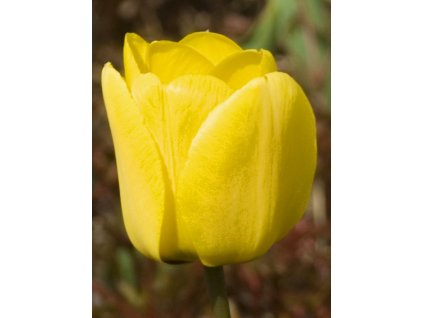 Golden Apeldoorn Tulipa 1
