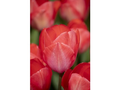 1657199992691 Van Eijk closeup 2