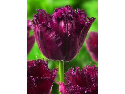 Gorilla Tulipa 1