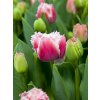 Queensland Tulipa 2