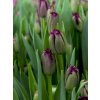 Gorilla Tulipa 2