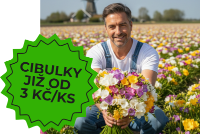 Cibulky již od 3,- Kč