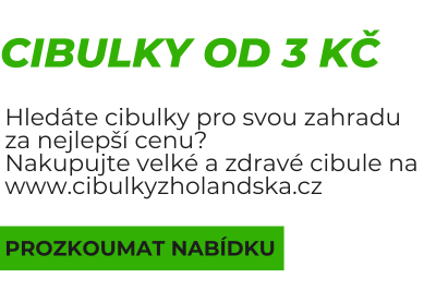 Cibulky již od 3,- Kč