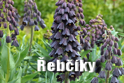 Řebčíky