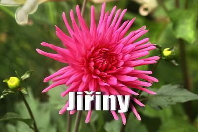Jiřiny