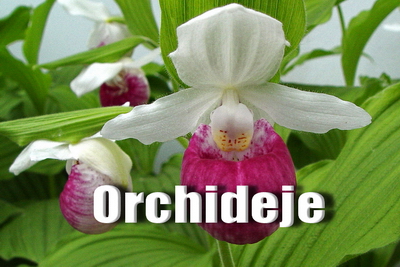 orchideje