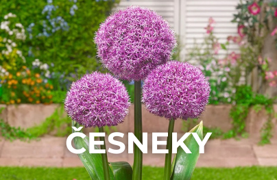Česneky