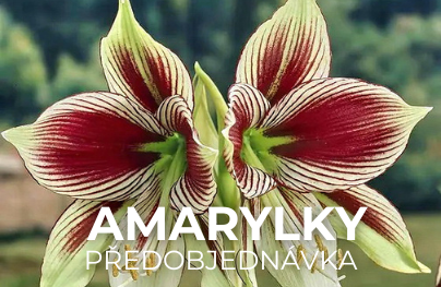 Amarylky (Předobjednávka)