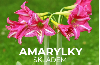 Amarylky