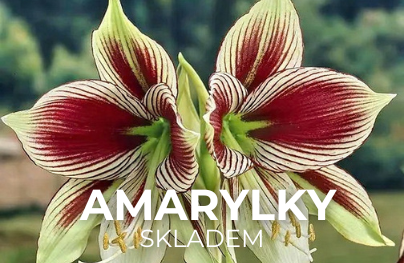 Amarylky