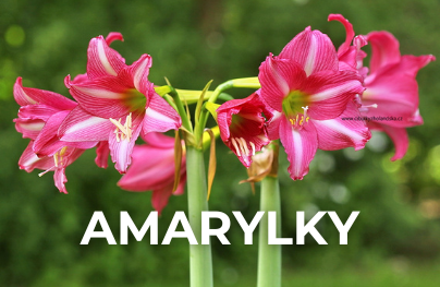 Amarylky