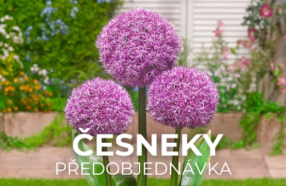 Česneky (Předobjednávka)