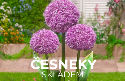 Česneky