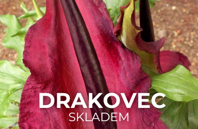 Drakovec