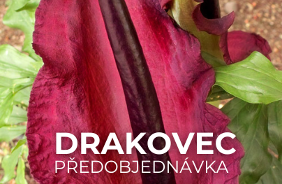 Drakovec (Předobjednávka)