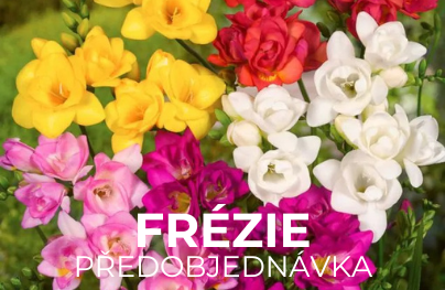 Frezie předobjednávka