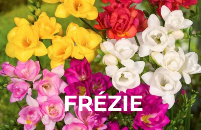Frezie