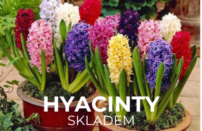 Hyacinty a hyacintovce