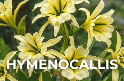 Hymenocallis