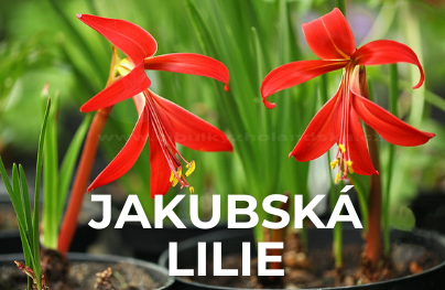 Jakubská lilie