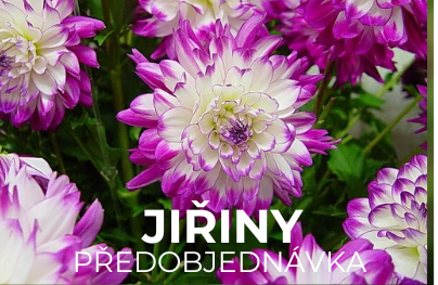 Jiřiny
