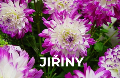 Jiřiny