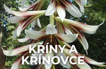 Kříny a Křínovce