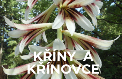 Kříny a Křínovce