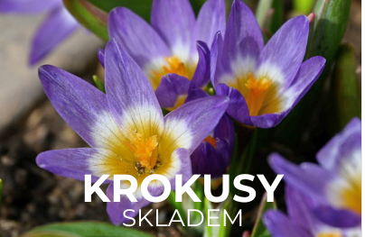 Krokusy