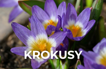 Krokusy