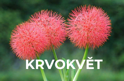 Krvokvět
