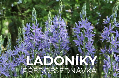 Ladoníky (Předobjednávka)
