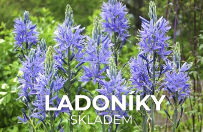 Ladoníky