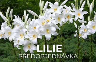 Lilie