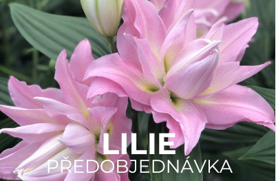Lilie předobjednávka