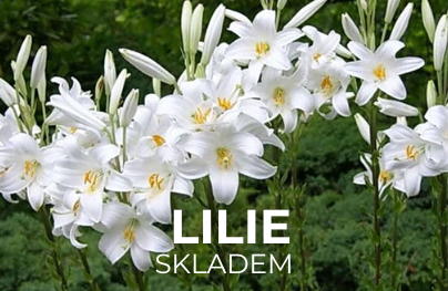 Lilie