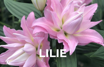 Lilie