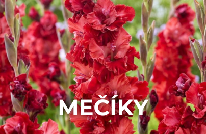 Mečíky, Gladioly