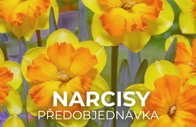 Narcisy (Předobjednávka)