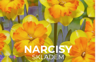 narcisy