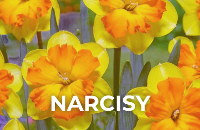 narcisy