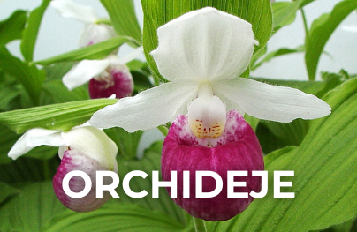 orchideje