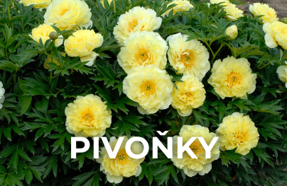 Pivoňky